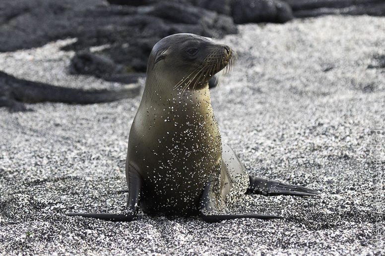 galapagos